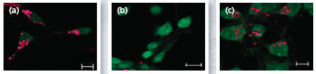 Exopsure of neurons to cannabinoid